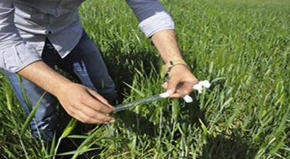 Kahta`da Süne Mücadelesi Başladı