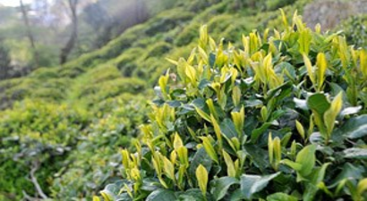 Kar Çayı Vurdu, Hasat Mayısa Kaldı