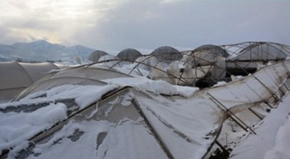 Çarşamba`da Kardan Yıkılan Seralar Yenileniyor