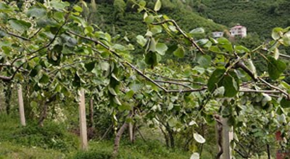 Fırtına Kiviyi Vurdu