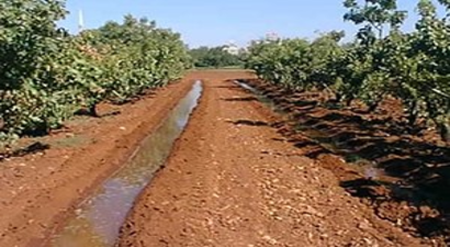 Kuraklık Antep Fıstığı Ağaçlarının da Sulanmasına Neden Oldu