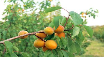 Mersin`de Kayısı Hasadı Başladı