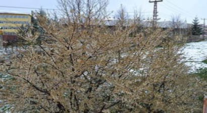 Elbistan`da Meyve Ağaçlarını Soğuk Vurdu