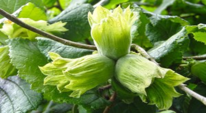 Milli Ürünü Yabancılar Yönetiyor