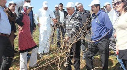 Muş Üzümünü Geliştirme Projesi Başlatıldı