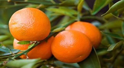 Narenciye Üreticisi Borçlarına Düzenleme İstiyor