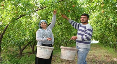 Nektarine Ek Gelir Olsun Diye Başladı, Erken Hasat Büyük Kazanç Getirdi