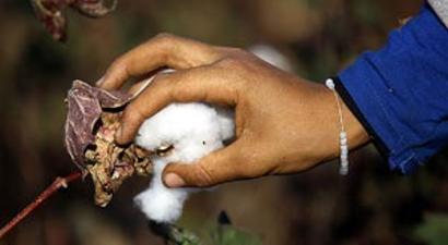 Pamuk Üreticisinin Gözü Destekleme Priminde