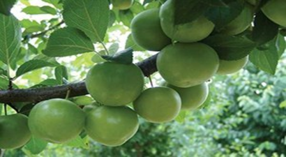 Manisa`da Papaz Eriği Hasadı Başladı