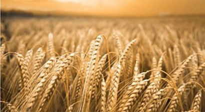 Sarıkamış Çiftçisi Sezondan Umutlu