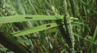 Seydişehir`de Zabrus Zararlısıyla Mücadele