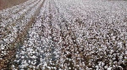 Sezener Ve Naz`a Çiftçi İlgisi