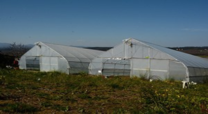 Sinop`ta Örtü Altı Üretimi Arttı