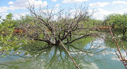 Tahliye Suyu Fıstık Ağaçlarını Kuruttu