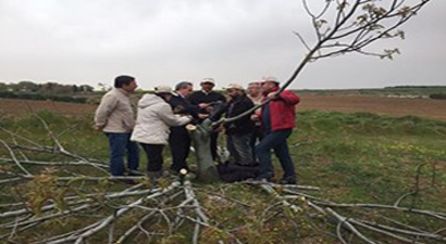 Verimsiz Ceviz Ağaçları Aşılandı