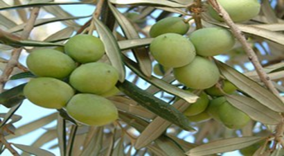 Zeytinciye Yüzde 8 Desteği Şart