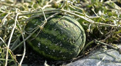 Adana`da Üreticiye Dolu Zararı