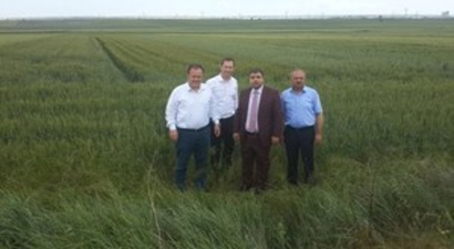 Ahimehmet`de Buğday Ve Arpa Demastrasyonu Yapıldı