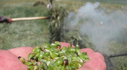 Araban Ovası`nda 2016 Yılı Firik Sezonu Başladı