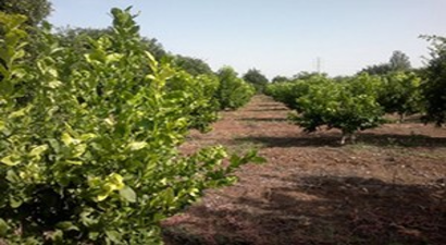 Araban`da Organik Meyve Yetiştiriciliği Yaygınlaşıyor