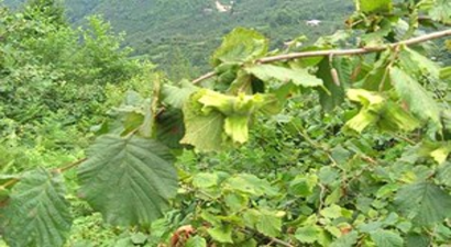 Fındık Üreticileri Uyarıldı