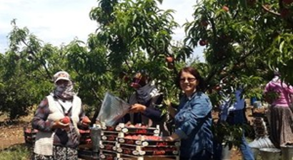 Aydın`da Şeftali Entegre Bahçelerinde Hasat Başladı