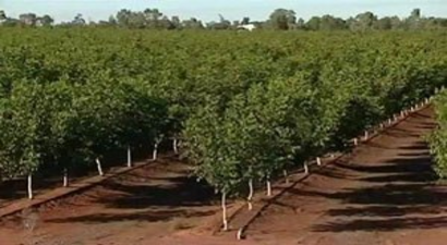 Bartın`da Demonstrasyon Ceviz Bahçesi Çalışması