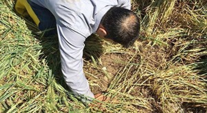 Batman`da Süne İle Mücadele Çalışmaları Başladı