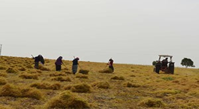 Bölgede Yaşanan Kuraklık Çiftçiyi Mağdur Etti