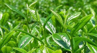 Dünyanın En Sağlıklı Ve En Lezzetli Çayını Üretti