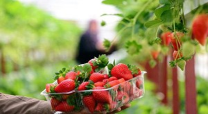 Çoruh Vadisi`nde Yetiştirilen Çilek Umut Oldu