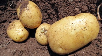 Çukurovalı Çiftçiler Patatesi Tarlada Bekletiyor