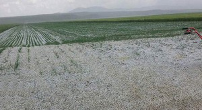 Dolu Yağışı Ankara`da Tarımı Vurdu