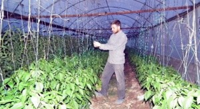 Aydın`da 26 Çeşit Ürünün Yetiştiği Bir Tarım Kenti