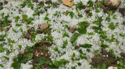 Erzincan`da Dolu, Tarım Ürünlerine Zarar Verdi