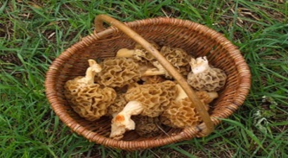 Erzurum`un `Göbek` Mantarı Pirzoladan Pahalı