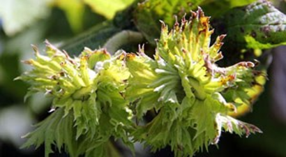 Fındıkta Külleme Tehdidi