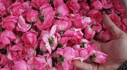 Isparta`da Gül Hasadı Törenle Başladı