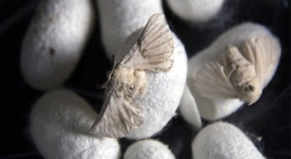 İzmir`de İpek Böceği Üretimi