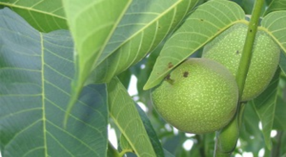 Kaman Cevizinde `Don` Riski