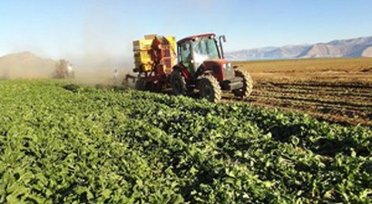 Kanada`da Bakliyat Ekim Alanında Rekor Bekleniyor