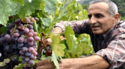 Zonguldak`ta Karaçatlak Üzümü Yaşatılacak