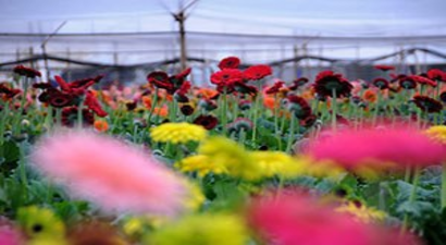 Kesme Çiçekçinin Hasat Festivali Başlıyor