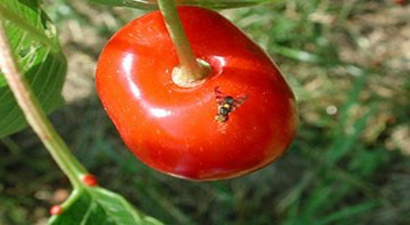 Üreticilere Kiraz Sineği ile Mücadele Uyarısı