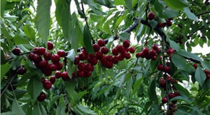 Kirazı Zirai Don Vurdu