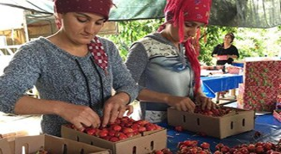 Kirazlar Açık Artırmayla Satılıyor