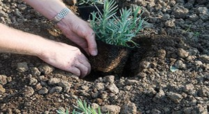 Keles`te Çiftçilere 40 Bin Lavanta Fidesi Dağıtıldı