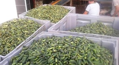 Ödemiş`te Kornişon Salatalık Sezonu Açıldı