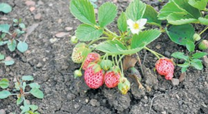 Osmanlı Çileği İlgi Bekliyor