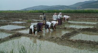 Osmanlı`da Saray Mutfaklarını Süsleyen Konuralp Pirincinin Ekimine Başlandı